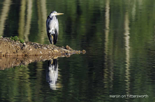 heron on tittersworth